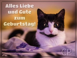 0306_05000_geburtstagskarte_katze.jpg