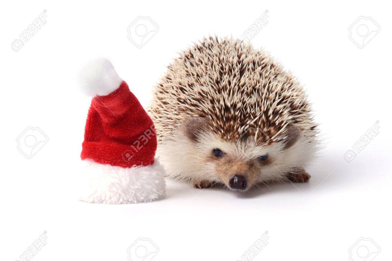 23904521-kleine-igel-mit-roten-weihnachtsmütze-auf-weißem-hintergrund.jpg