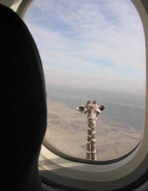 airplane_giraffe.jpg