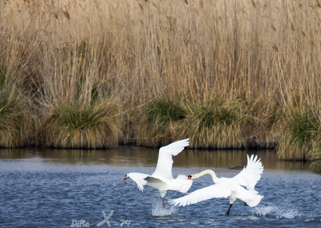 angry swan_30112019-2.jpg