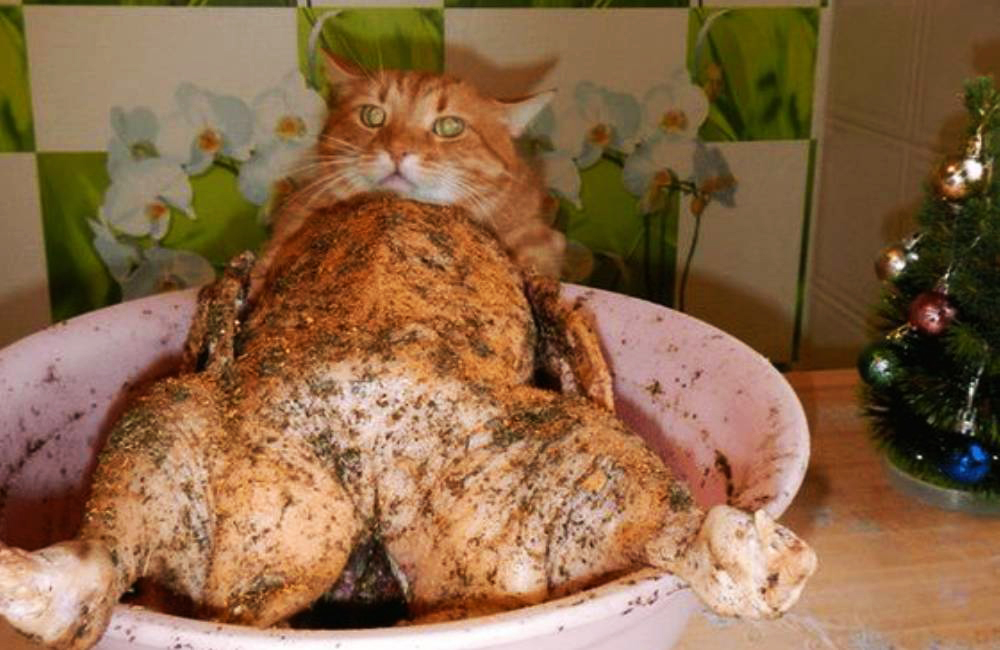 Article-Image-PerfectlyTimedPhotos-A-Chicken-Or-A-Cat2.jpg