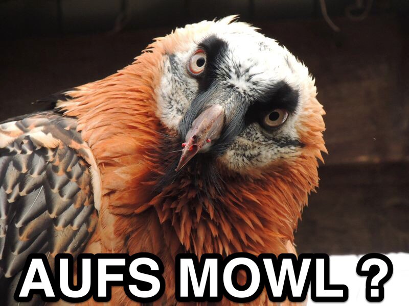 Aufs Mowl.jpeg