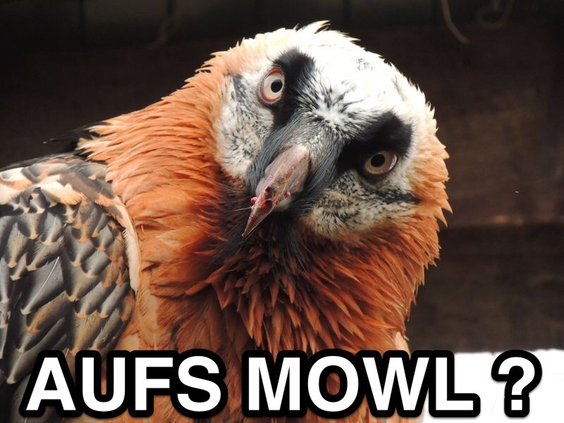 Aufs Mowl.jpg