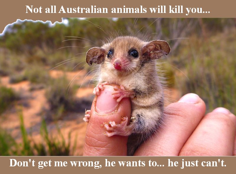Australian animals.jpg