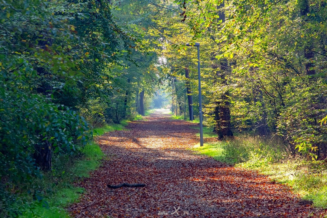 autumn forrestpath_05112019.jpg