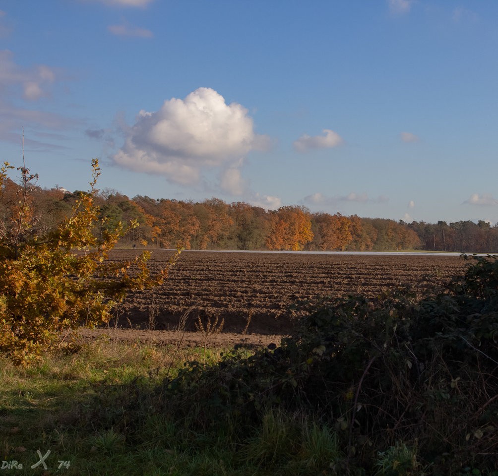 autumnfield_01122019-2.jpg