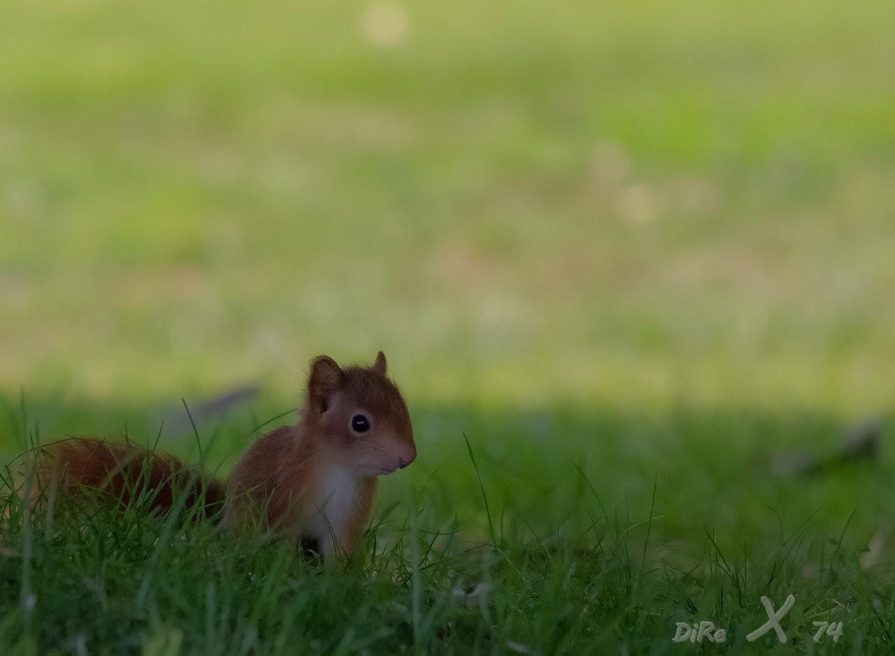 baby squirrel_25082019.jpg