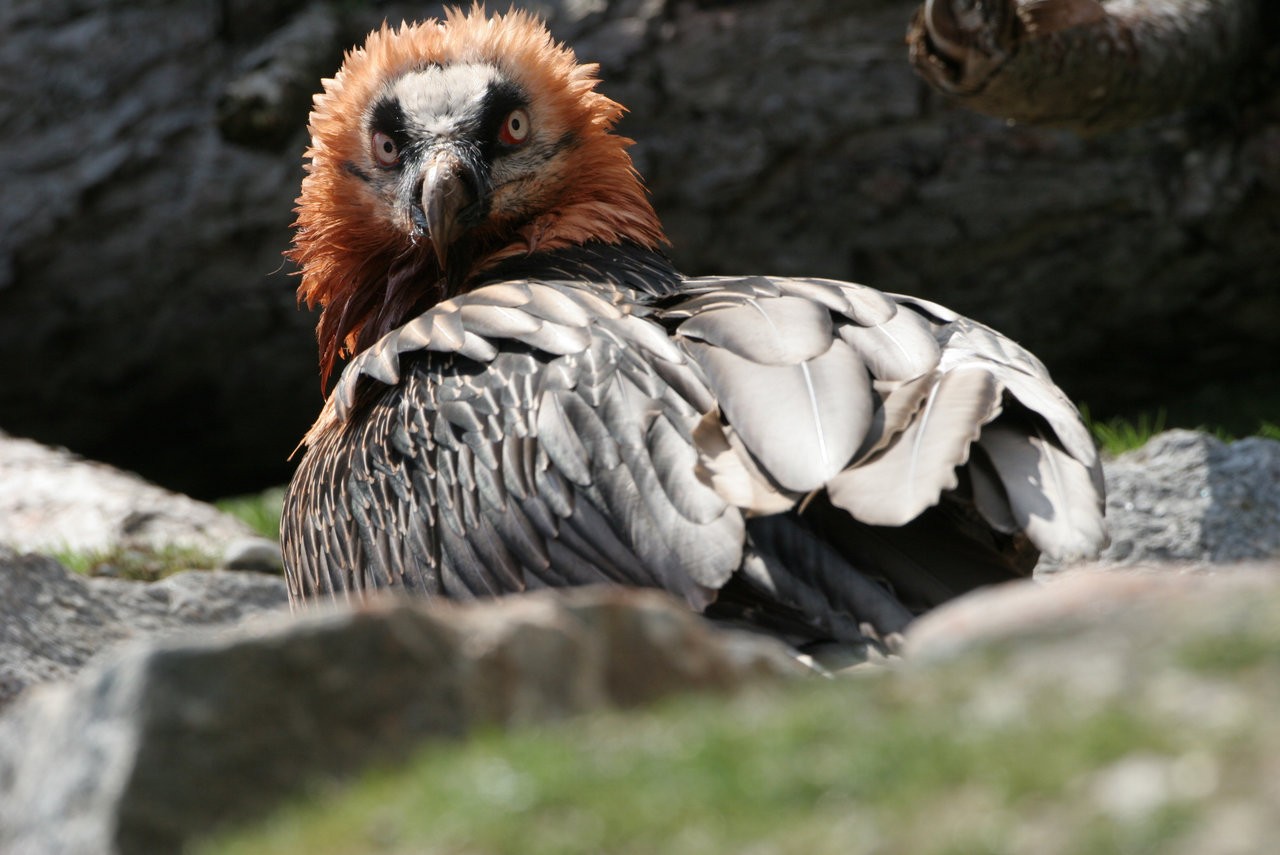 Bartgeier ad frisch eingefärbtes Gefieder Alpenzoo Innsbruck H.-J. Fünfstück 6606.JPG