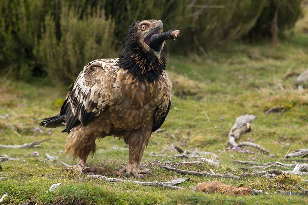 bartgeier-knochen-jungvogel-1024x683.jpg