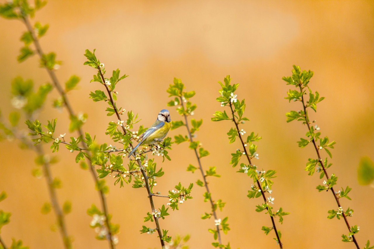 Blaumeise_08062019.jpg