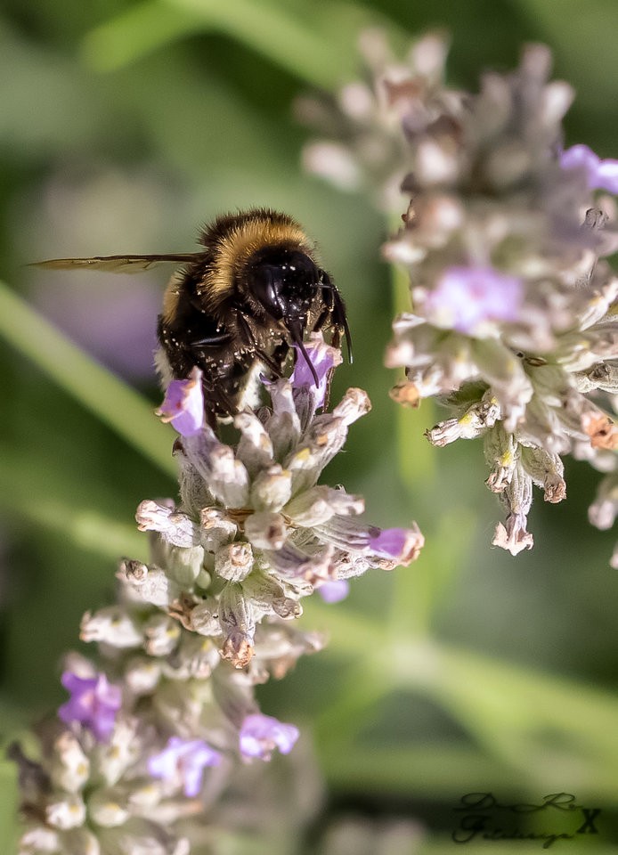 bumblebee at work.jpg