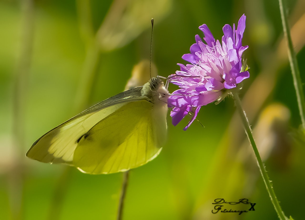 butterfly_01082019.jpg