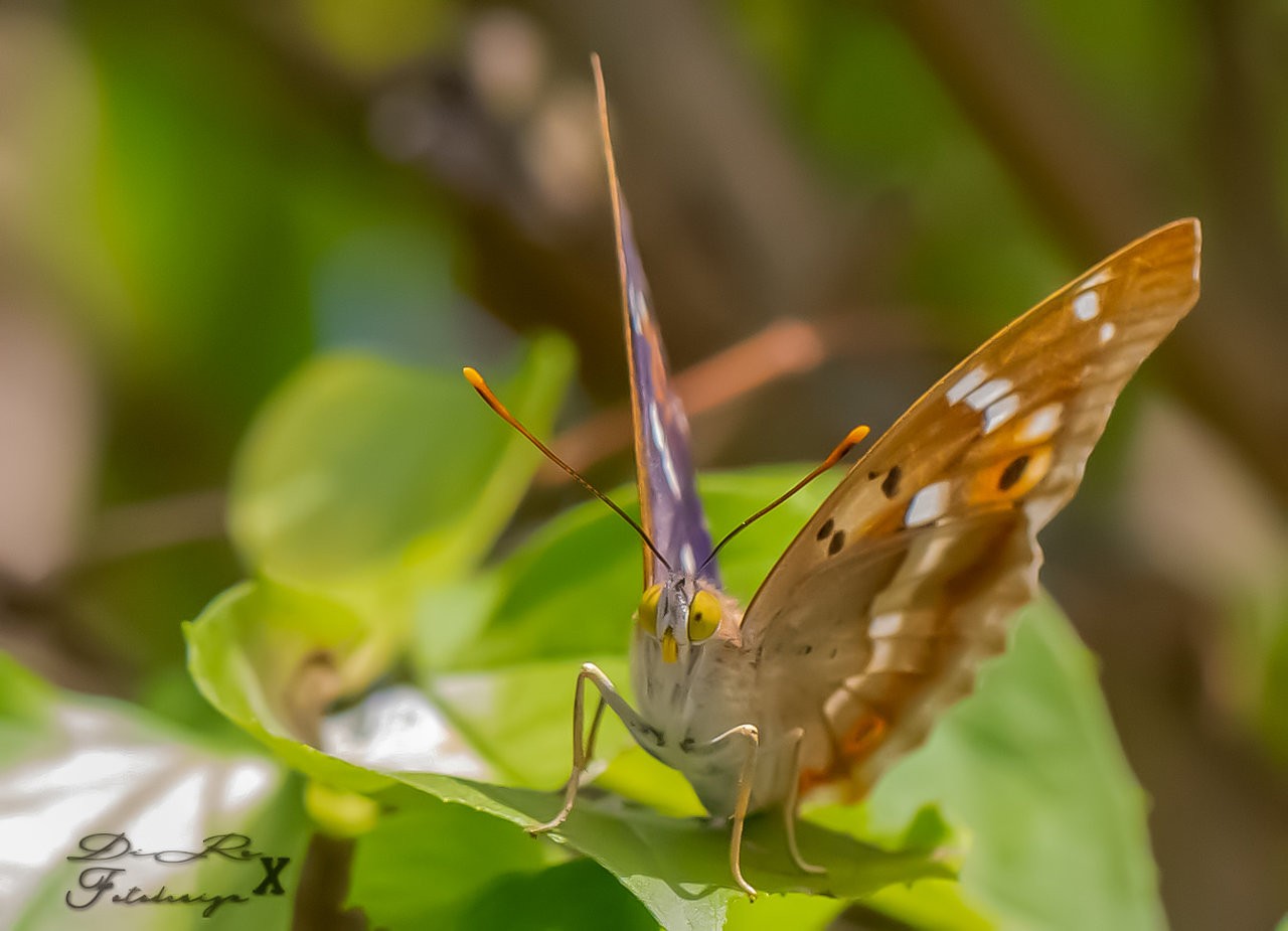 butterfly_11082019.jpg