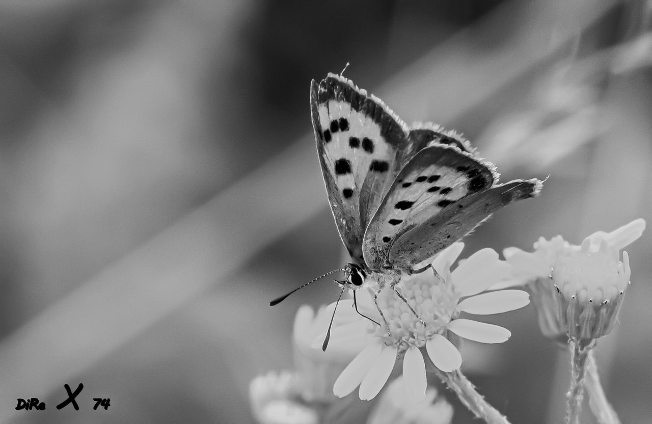 butterfly_22122019-3.jpg