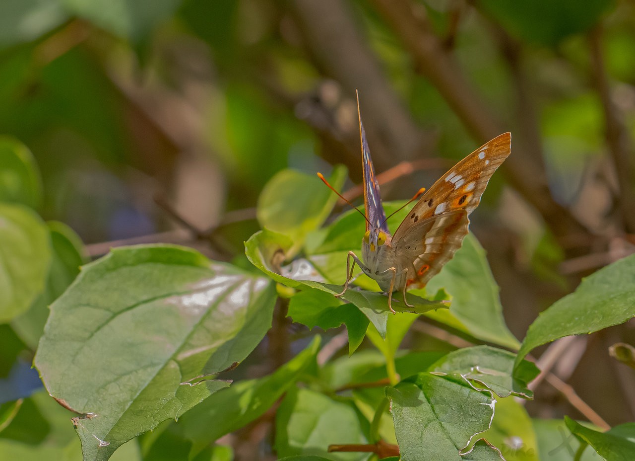 butterfly_23082019.jpg