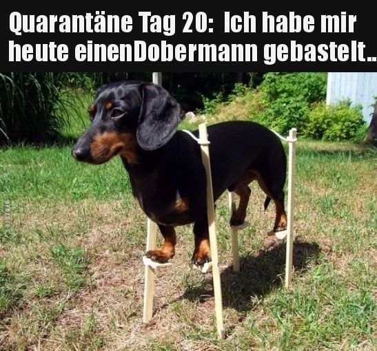 Dobermann.jpg