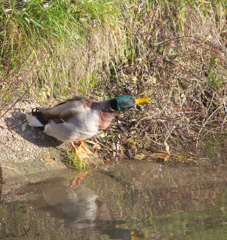 duck_30112019.jpg