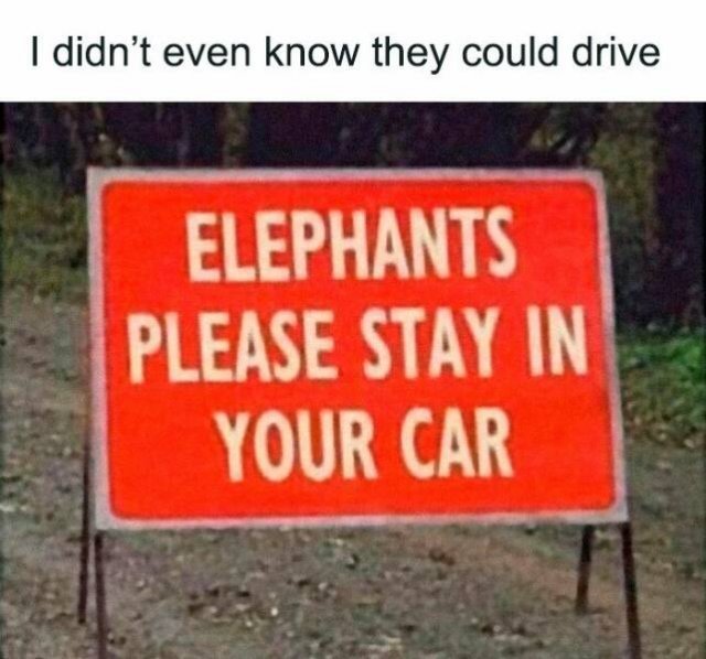 elephants.jpg