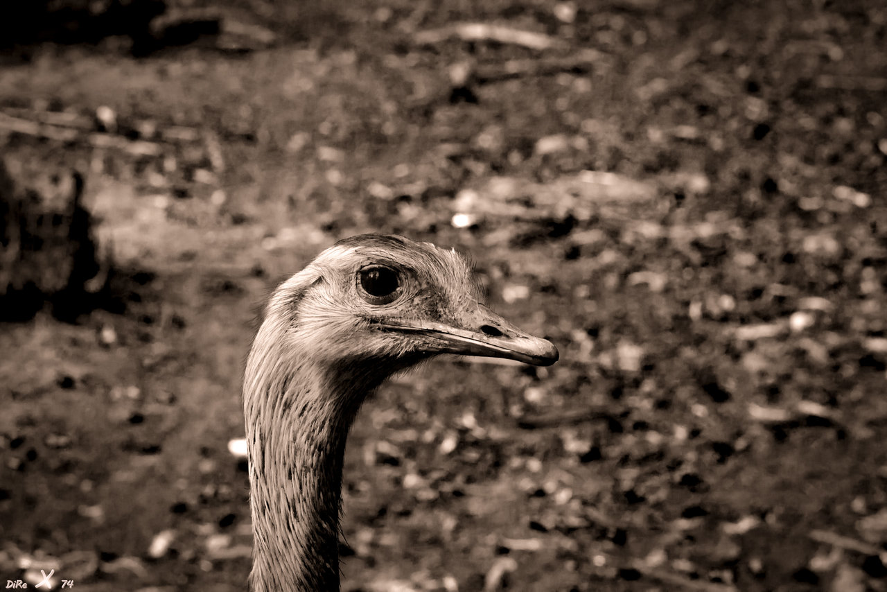 emu_19102020-2.jpg