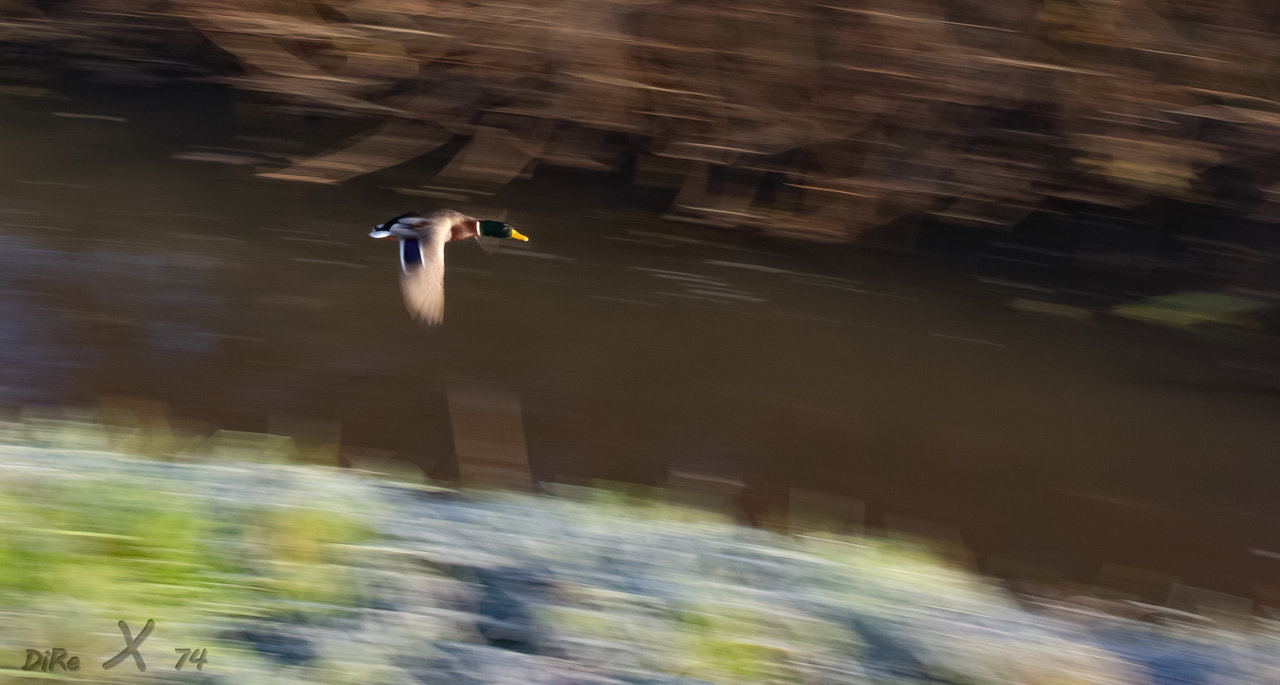 fast duck_08122019-2.jpg