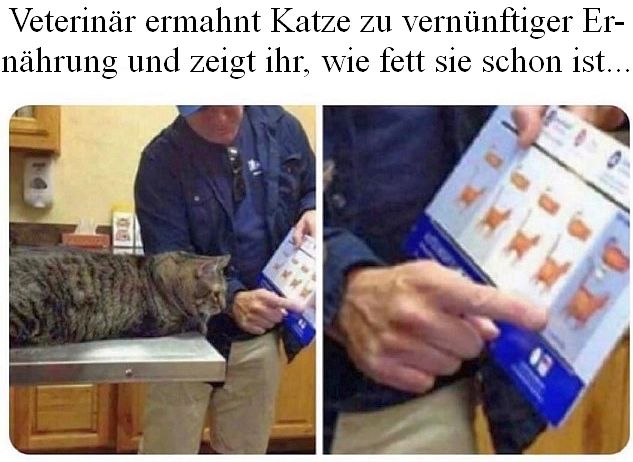 fetteKatze.jpg