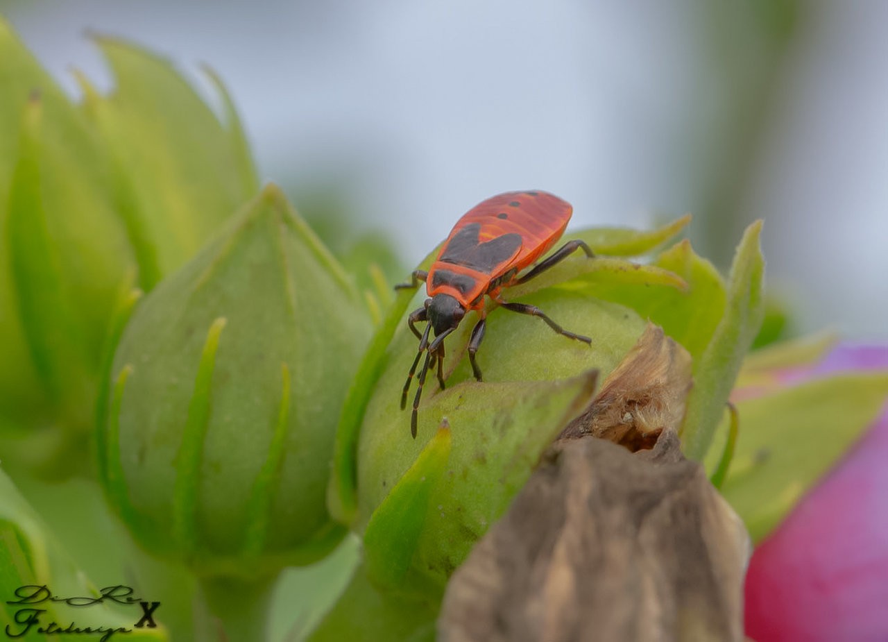 fire beetle_10082019.jpg