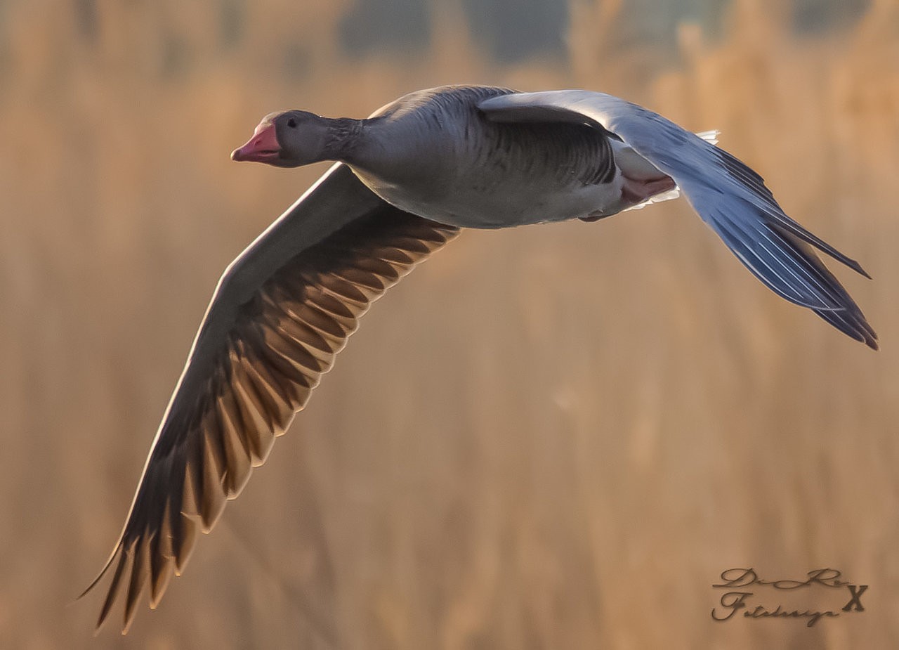 flying goose_16072019.jpg