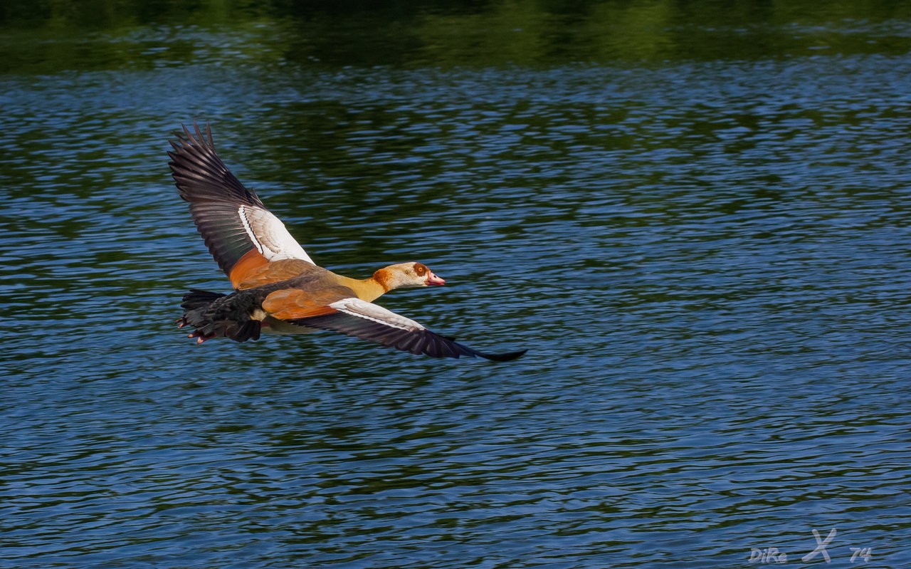 flying nilgans_09122019-2.jpg