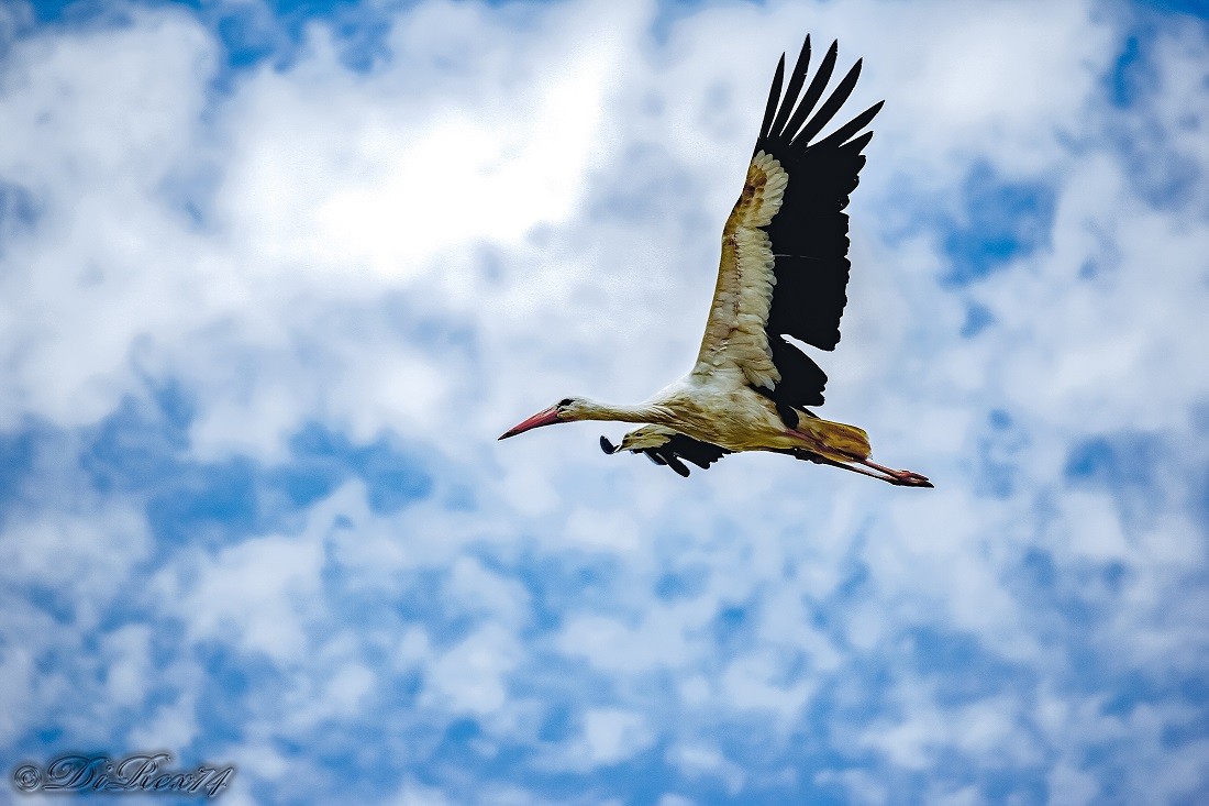 flying stork_07072019.jpg