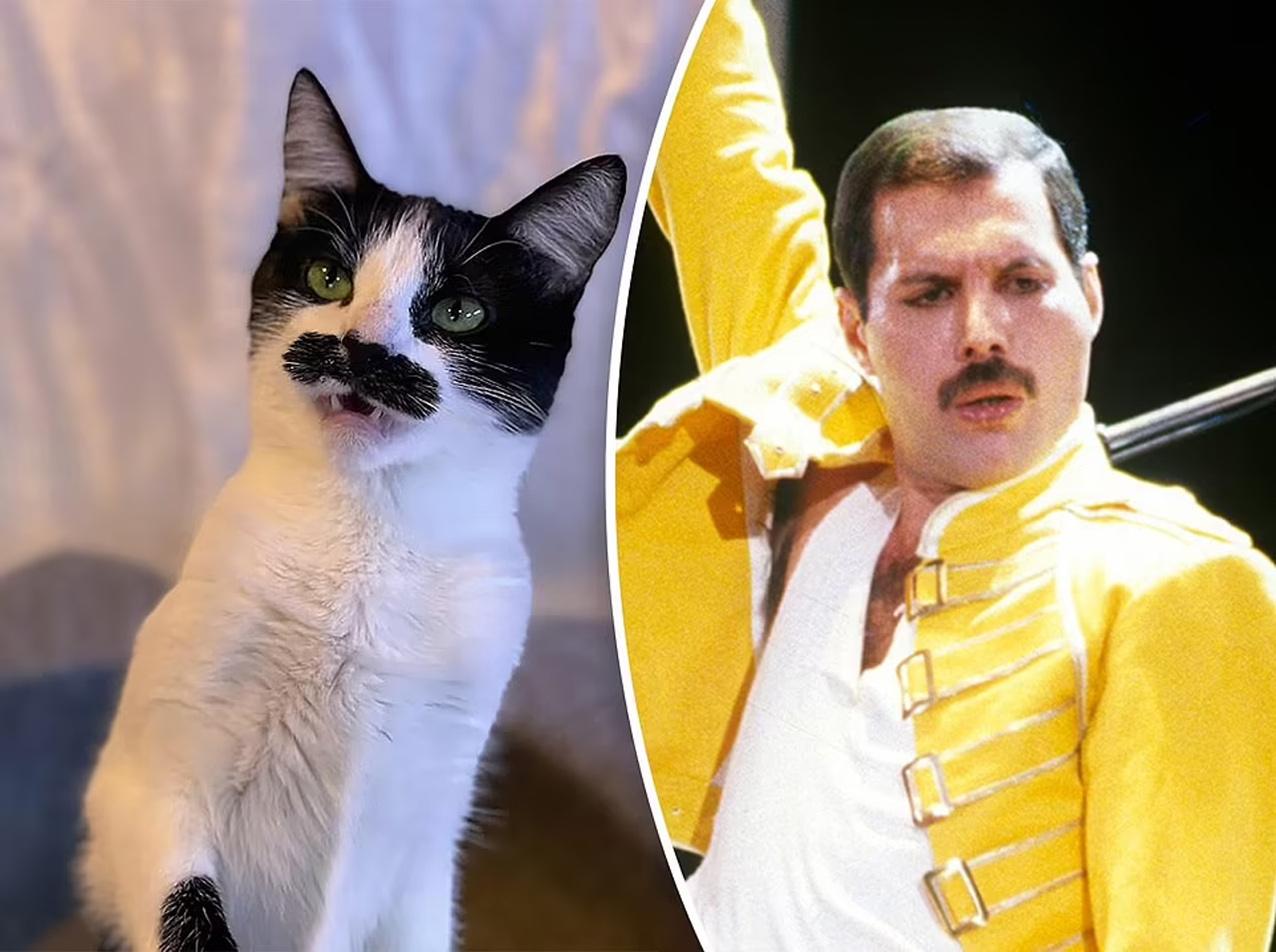 Freddie Mercury Cat6665813_2.jpg