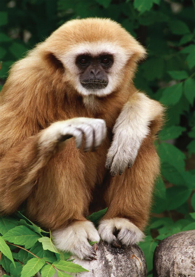 gibbon2_2.jpg