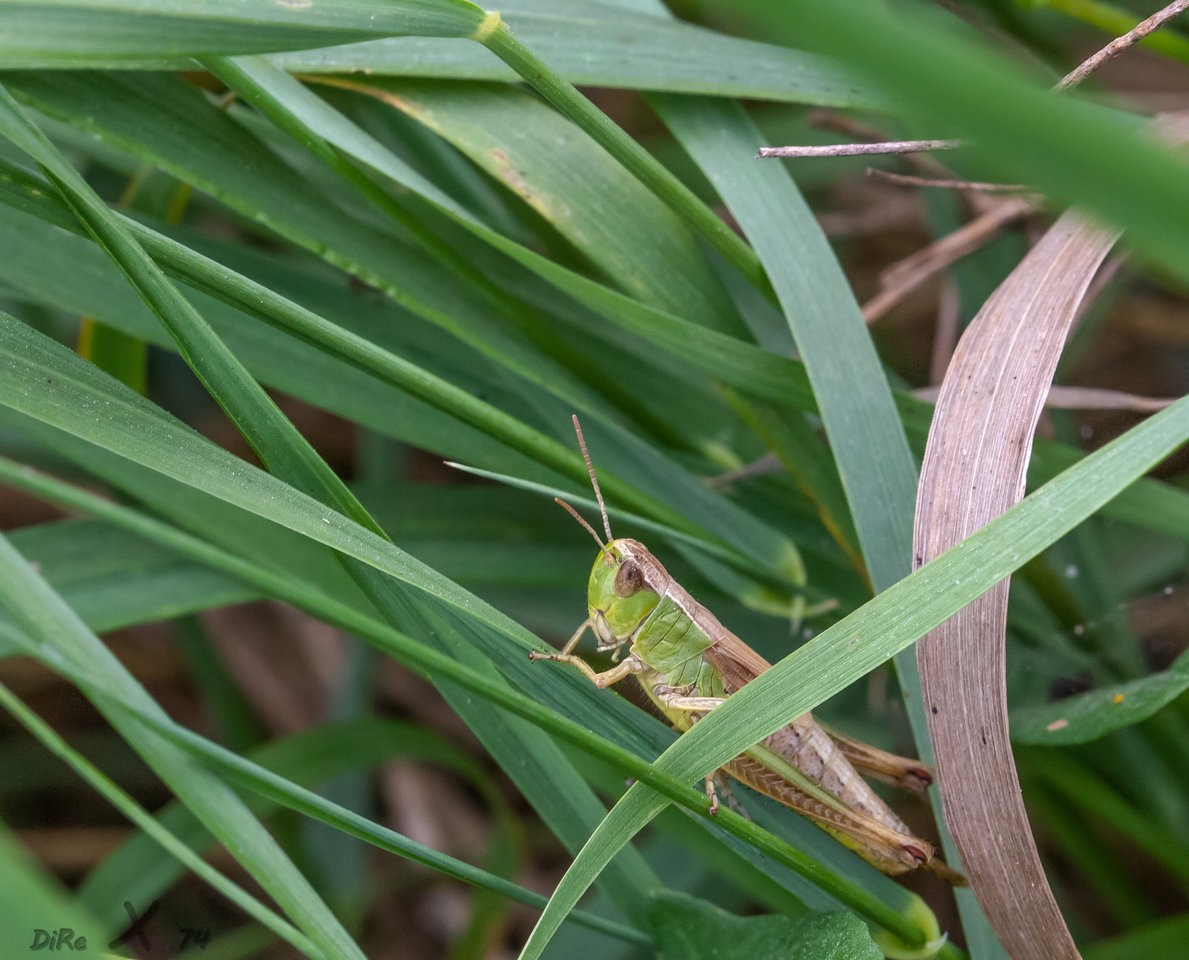 grasshopper_11122019-2.jpg