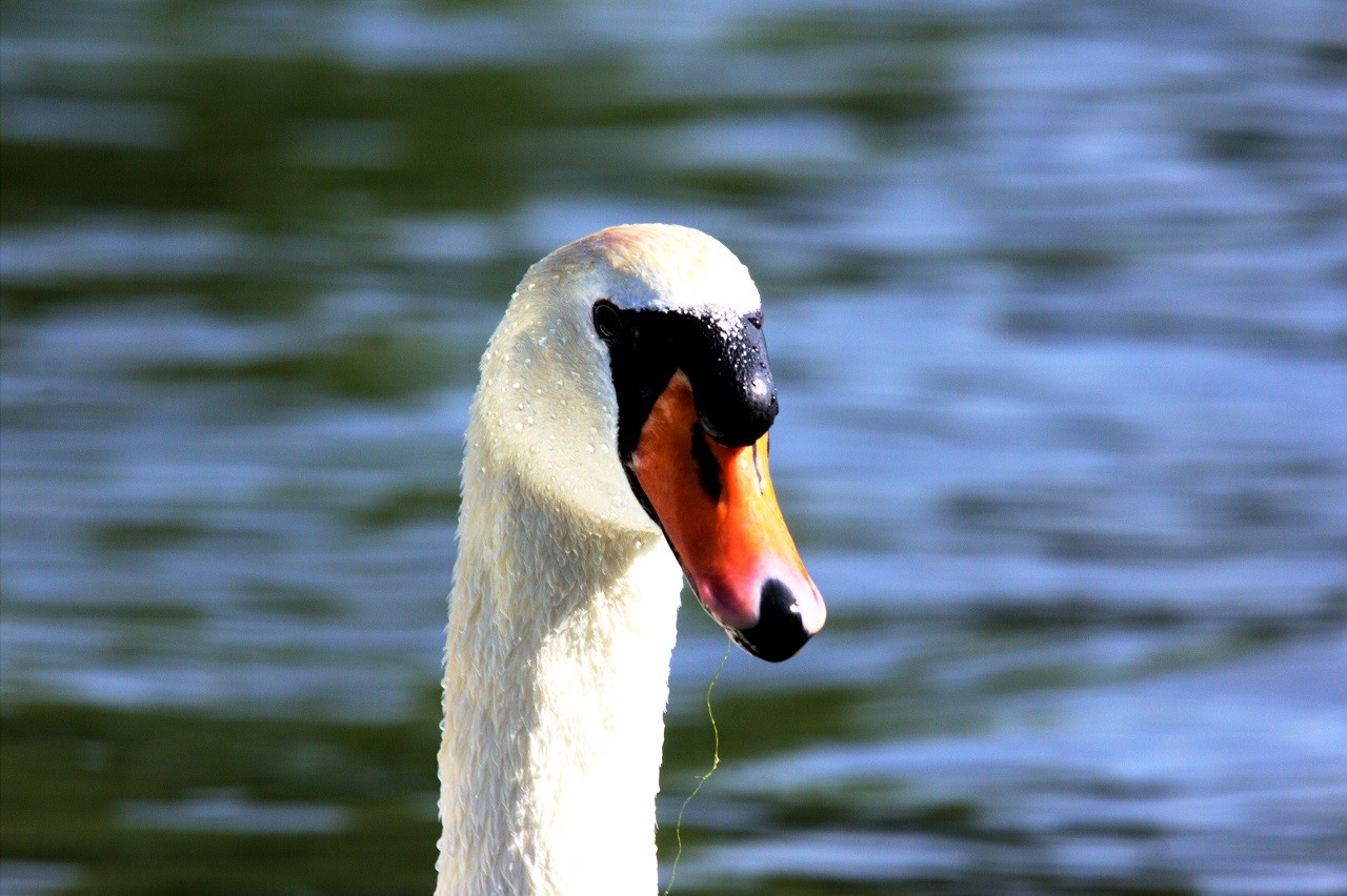 HD_Neckar_18052018 144.jpg