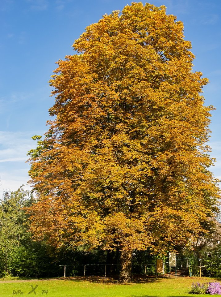 herbstbaum_102019.jpg