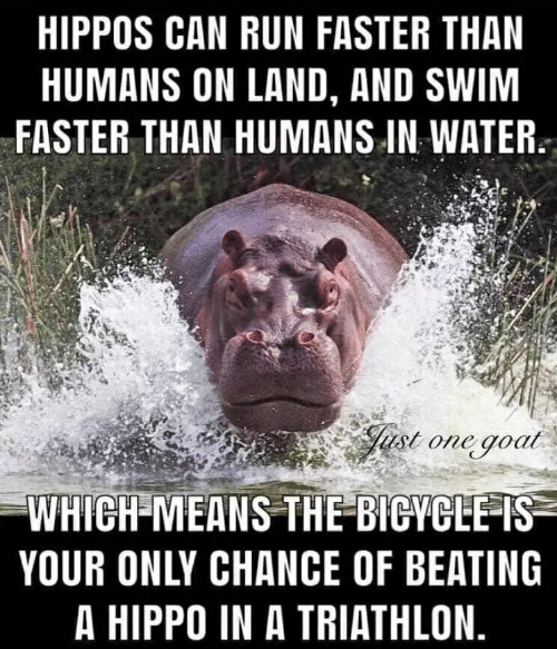 hippos-can-run-faster-than-humans-on-land-and-swim-47879271.png