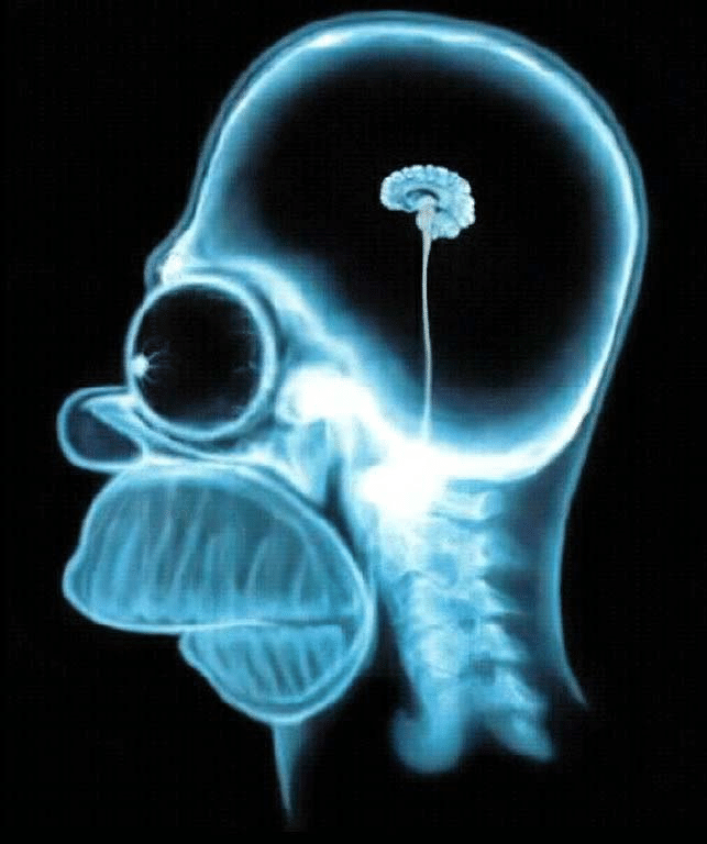 Homer brain.png