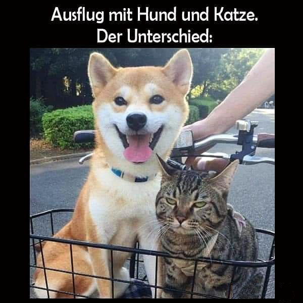 hundkatze.jpg