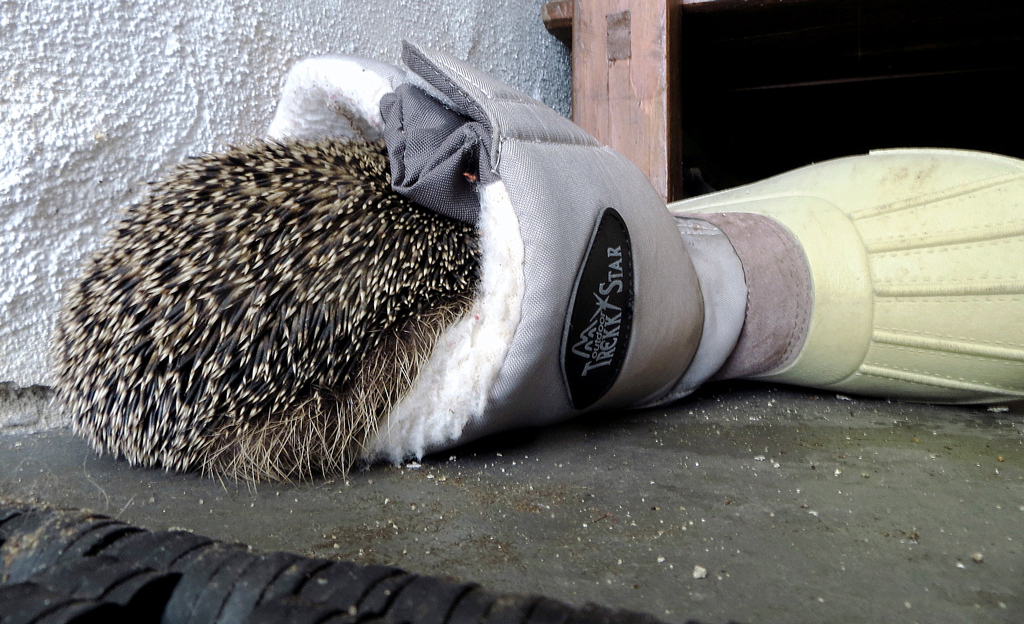 igel-winterschlaf.jpg