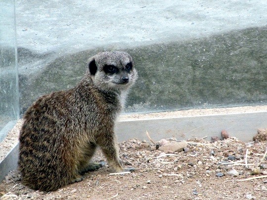 KA_Tierpark_08042018 050.jpg