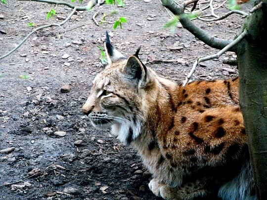 KA_Tierpark_08042018 069.jpg