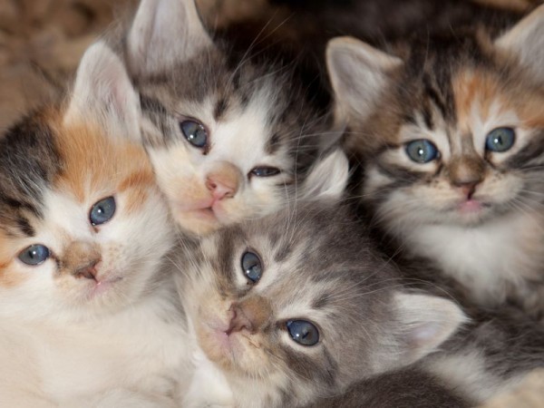 katzenbabys-kuscheln-shutterstock-Tami-Freed.jpg