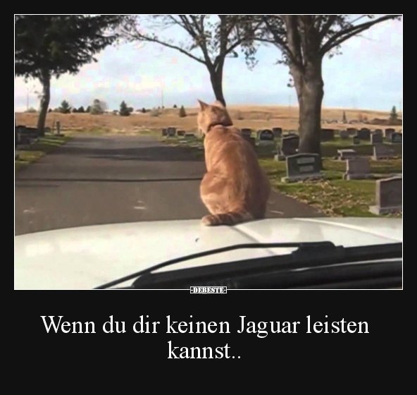 kein Jaguar_u.jpg