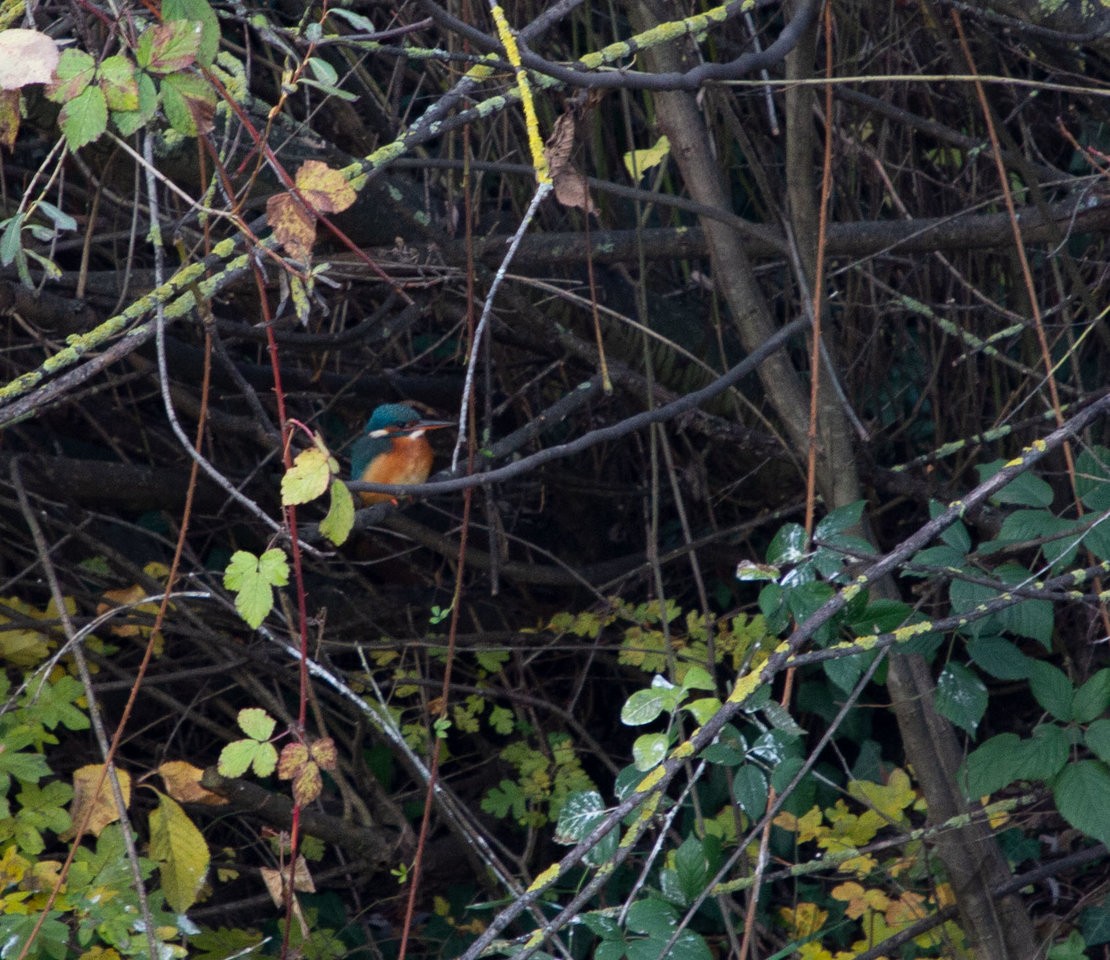 kingfisher_24112019_1.jpg