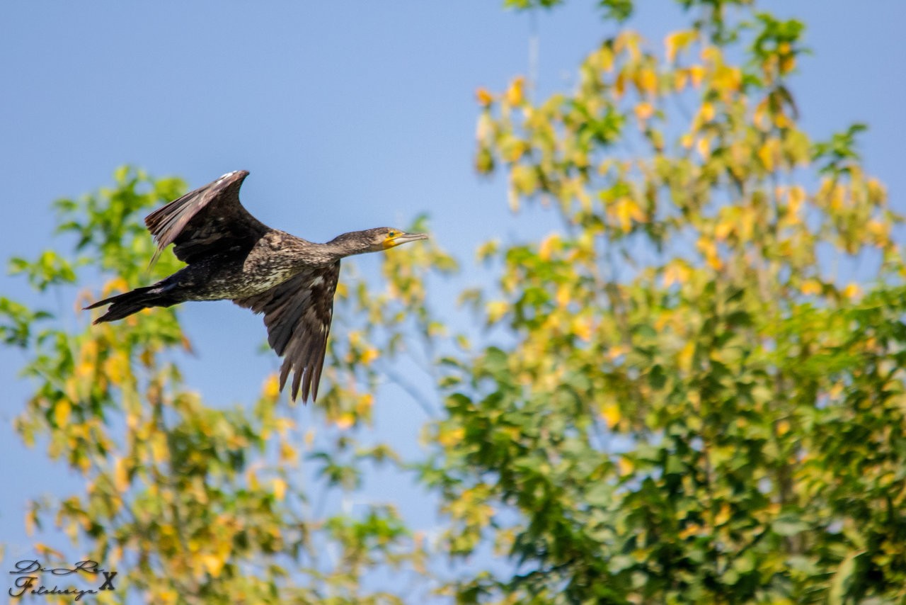 Kormoran_07082019.jpg