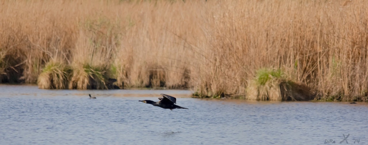 kormoran_10122019-2.jpg