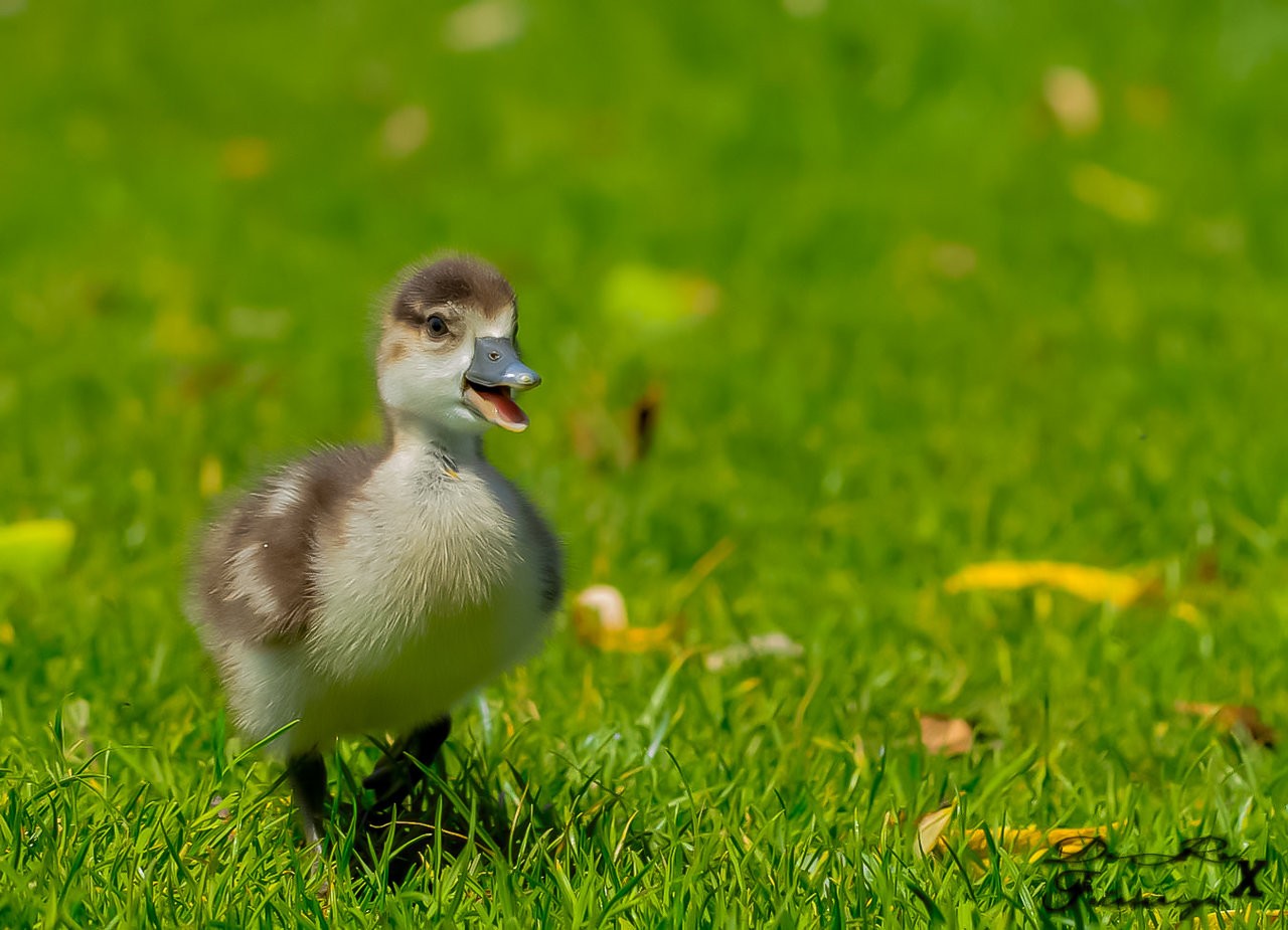 little goose_17052019-2.jpg