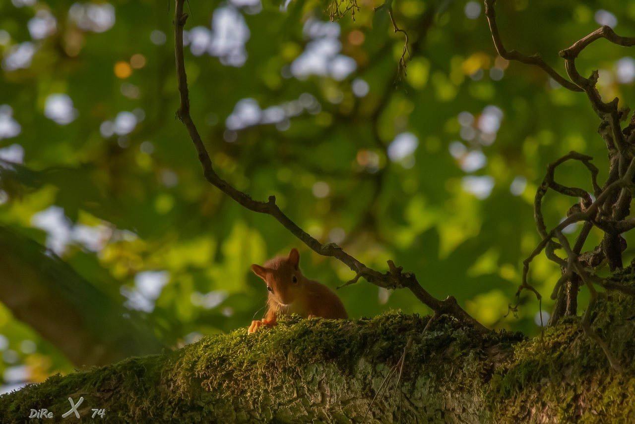 little squirrel_03012020-2.jpg