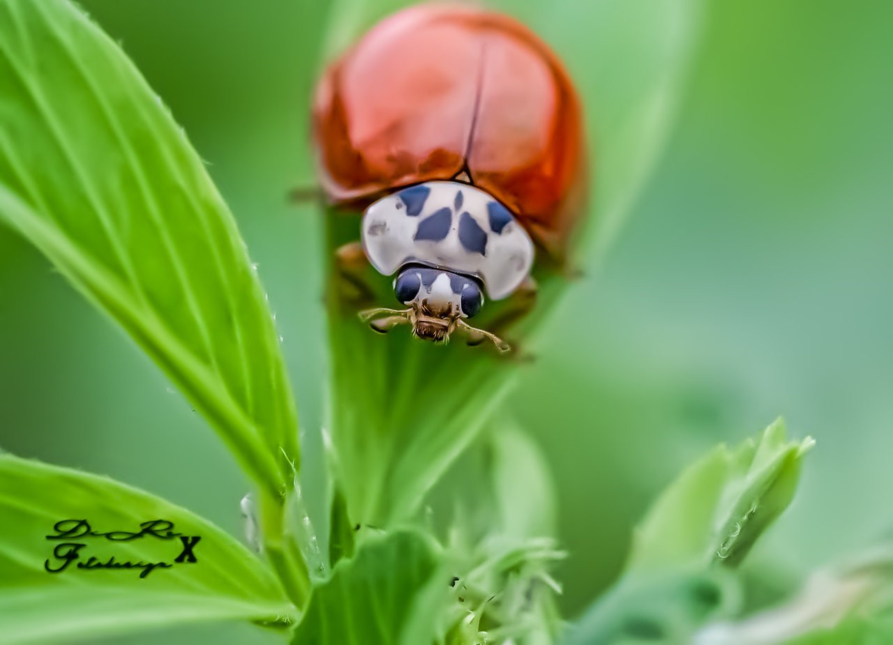 Marienkäfer_16072019-2.jpg