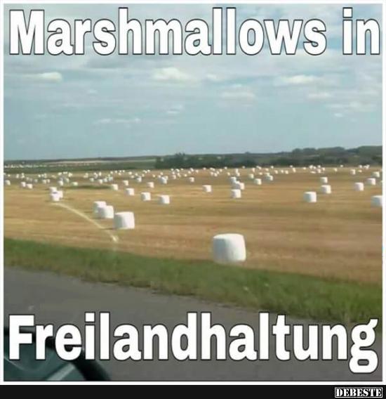 marshmallows.jpg