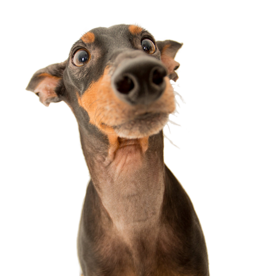 mini-doberman-pinscher-face.png